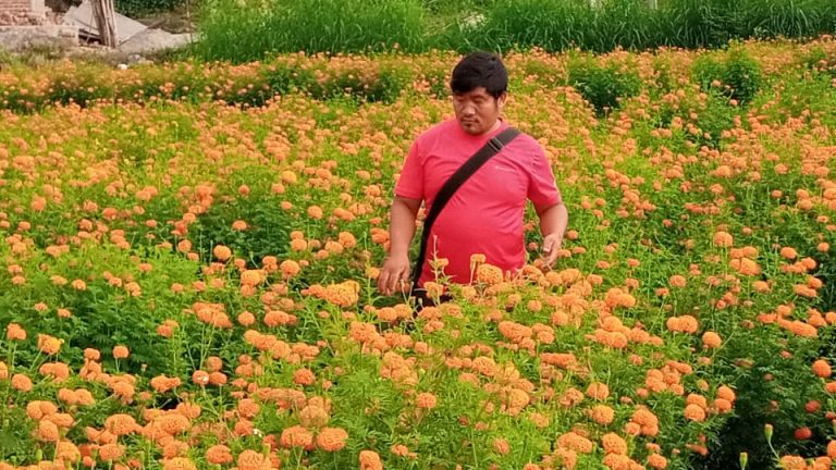 तीहार आउन थालेसंगै फूलको चर्चा सुरु