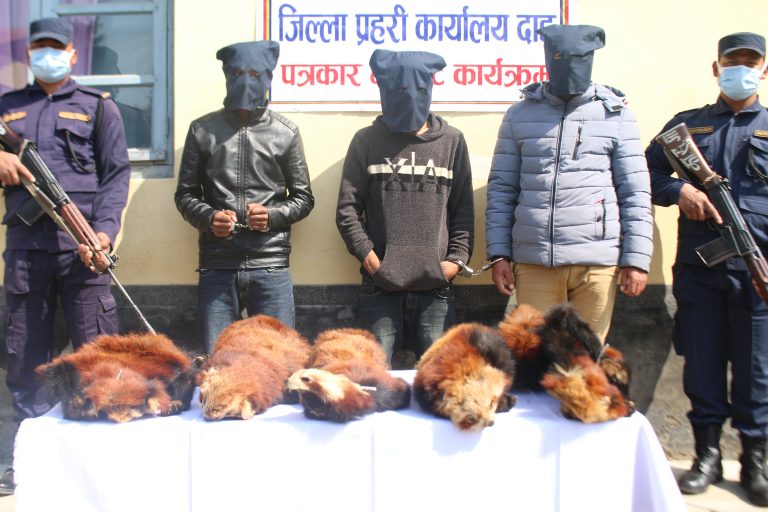 पाँच थान रेडपाण्डाको छाला सहित तीनजना पक्राउ