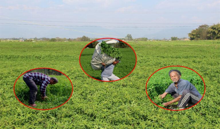 घोराहीको गुरुवागाउँ ‘बरसिम’का लागि देशकै उत्कृष्ठ