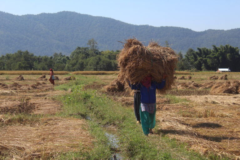 दाङमा धानको उत्पादन पाँच प्रतिशत घट्यो