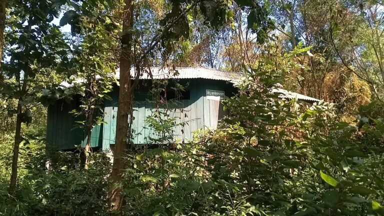 बासस्थान जोखिममा पर्दा गिद्ध संकटमा