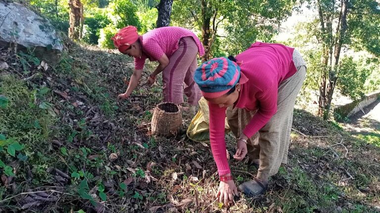 ‘मालागेडी’ बेचेर छिल्लिकोटका किसानद्वारा दुई करोड कमाई