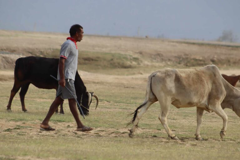 घट्दै चरन क्षेत्र, पशुचौपाया पाल्नै कठिन