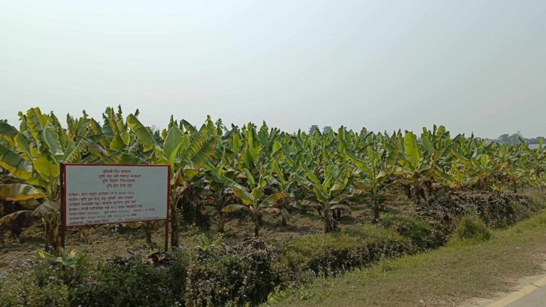 केरा खेतीमा भविष्य खोज्दै किसान