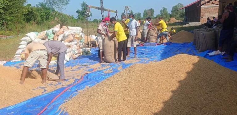 दाङमा आठ हजार क्विन्टल धान खरिद गर्दै खाद्य
