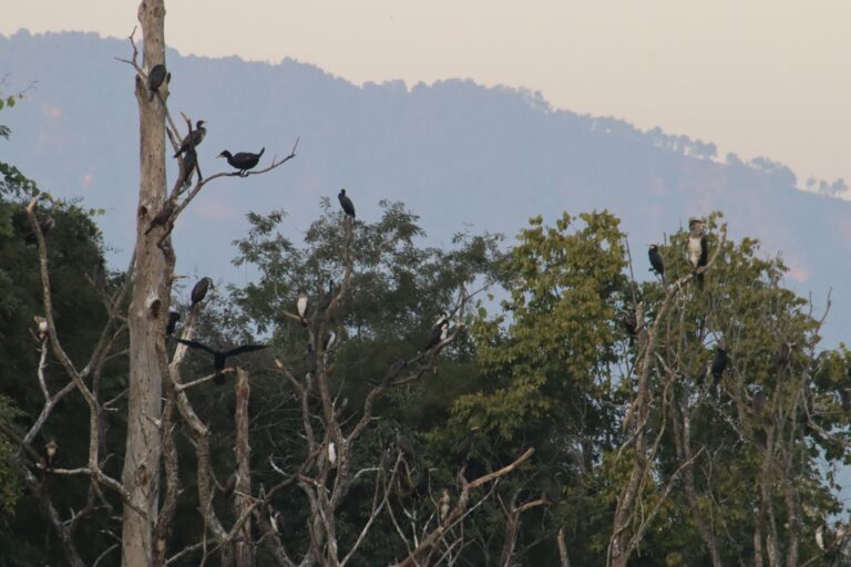 दाङका जलाशयमा विदेशी चरा, संरक्षणमा छैन चासो
