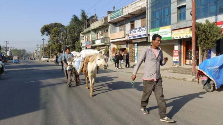 घोडा लादिरहेको अन्तिम पुस्ता