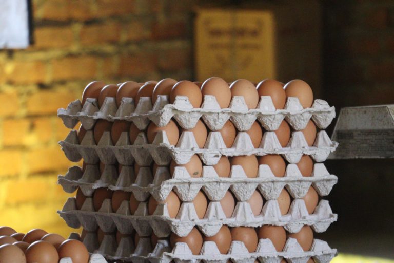 के हो कुहिएको भनिएको अण्डाको फण्डा ?